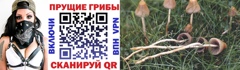 Галлюциногенные грибы MAGIC MUSHROOMS  закладки  Дивногорск 