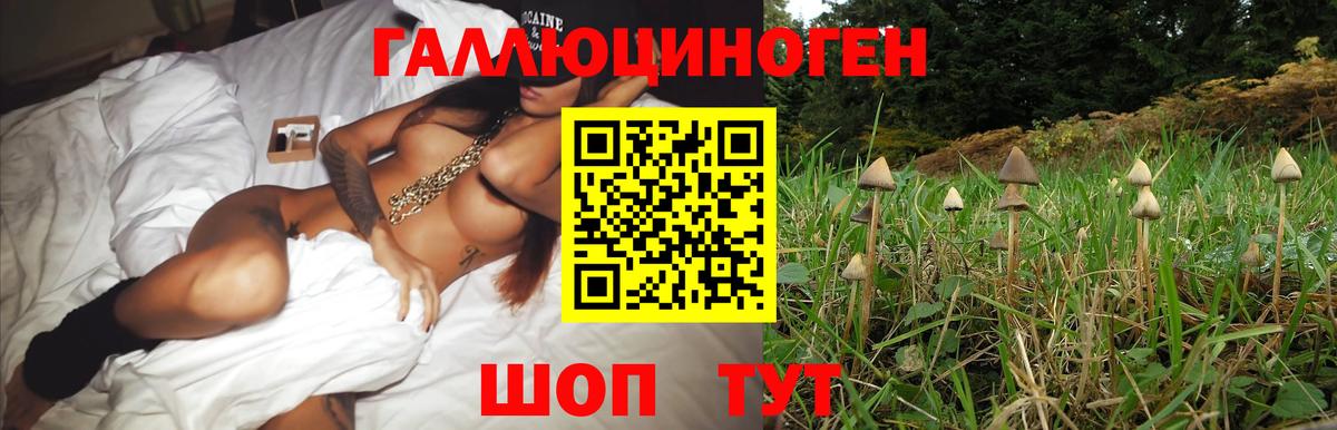 Псилоцибиновые грибы Psilocybine cubensis Дивногорск